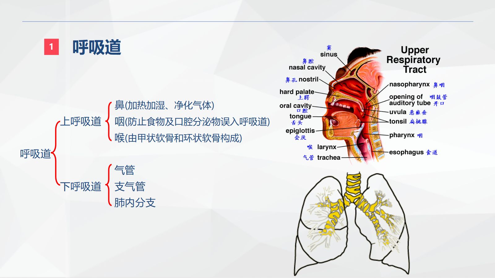 呼吸系统的结构功能与疾病关系 第4页