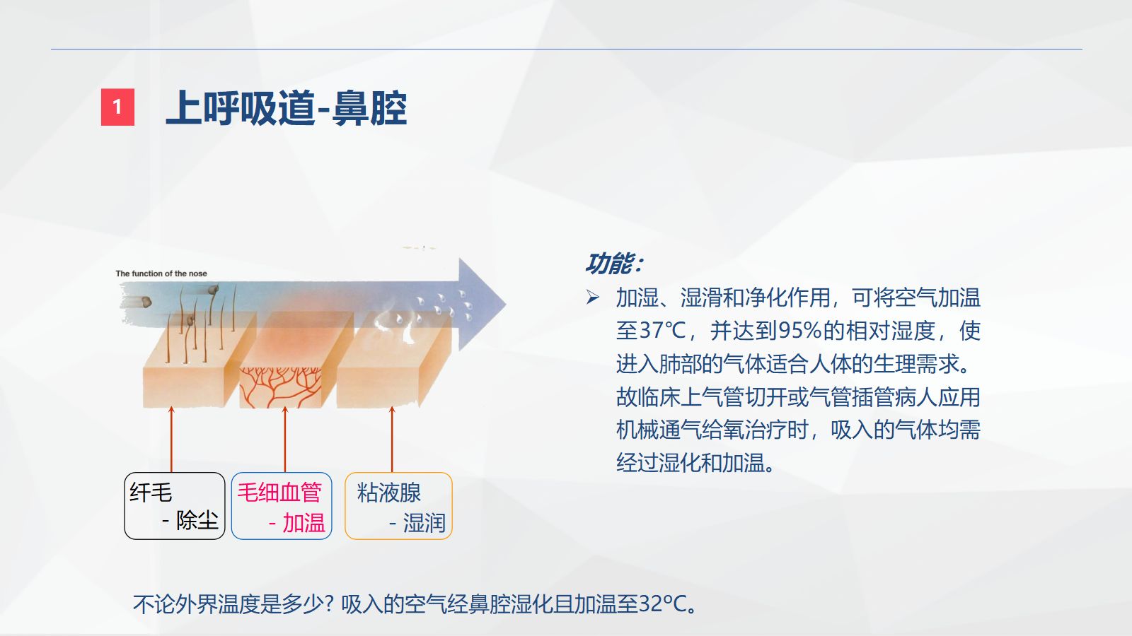 呼吸系统的结构功能与疾病关系 第5页