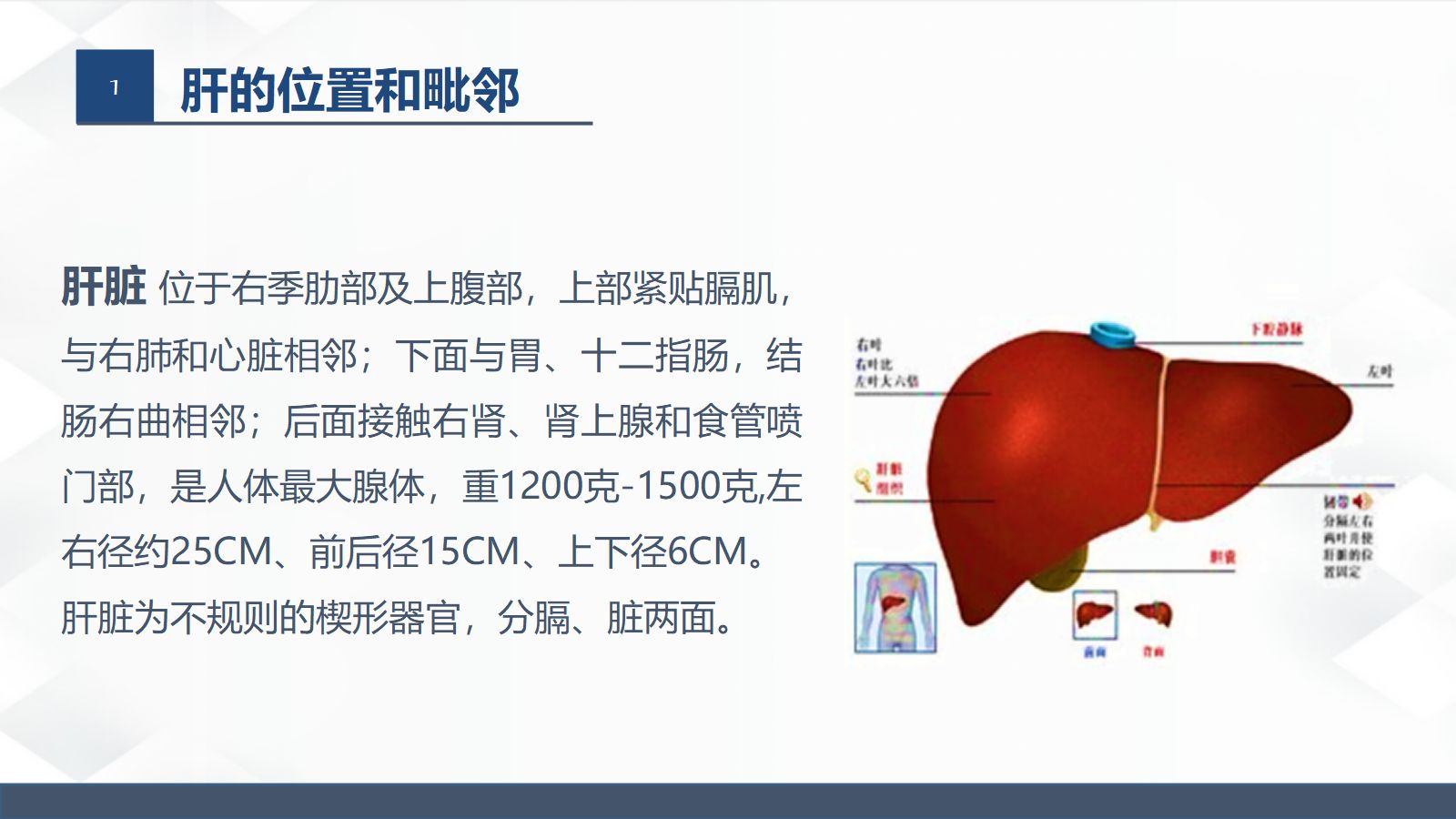 肝胆胰的解剖结构 第3页