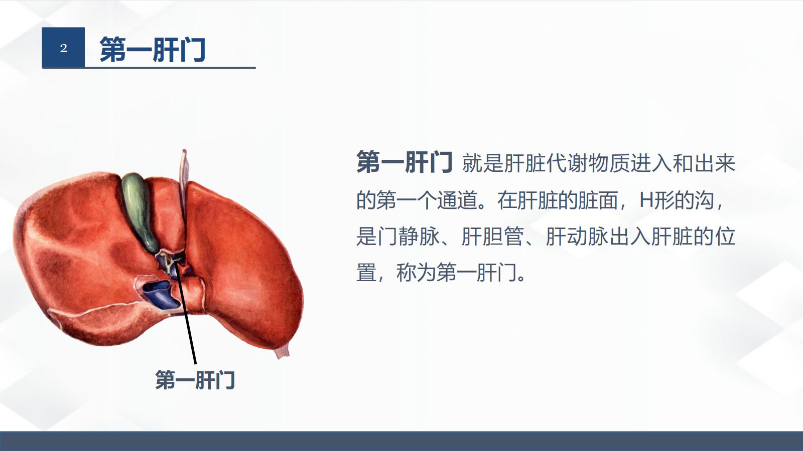 肝胆胰的解剖结构 第4页