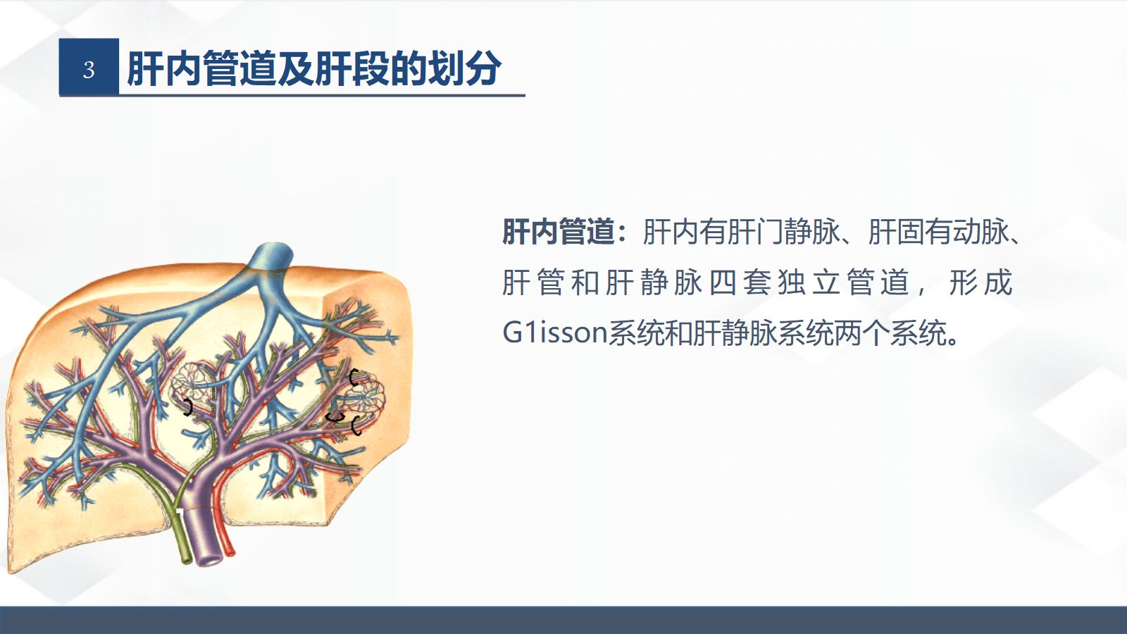 肝胆胰的解剖结构 第5页