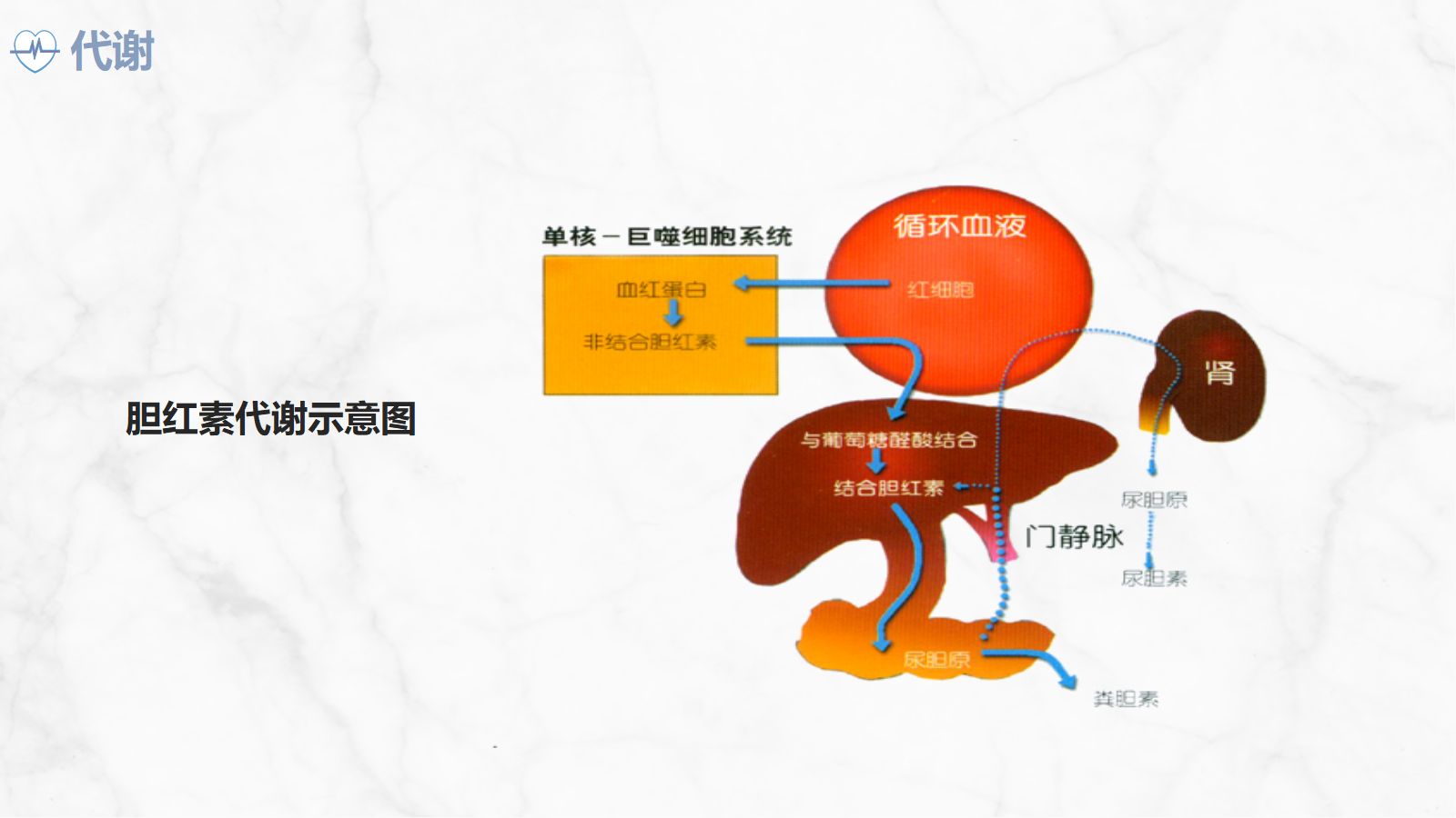 新生儿高胆红素血症护理查房 第5页