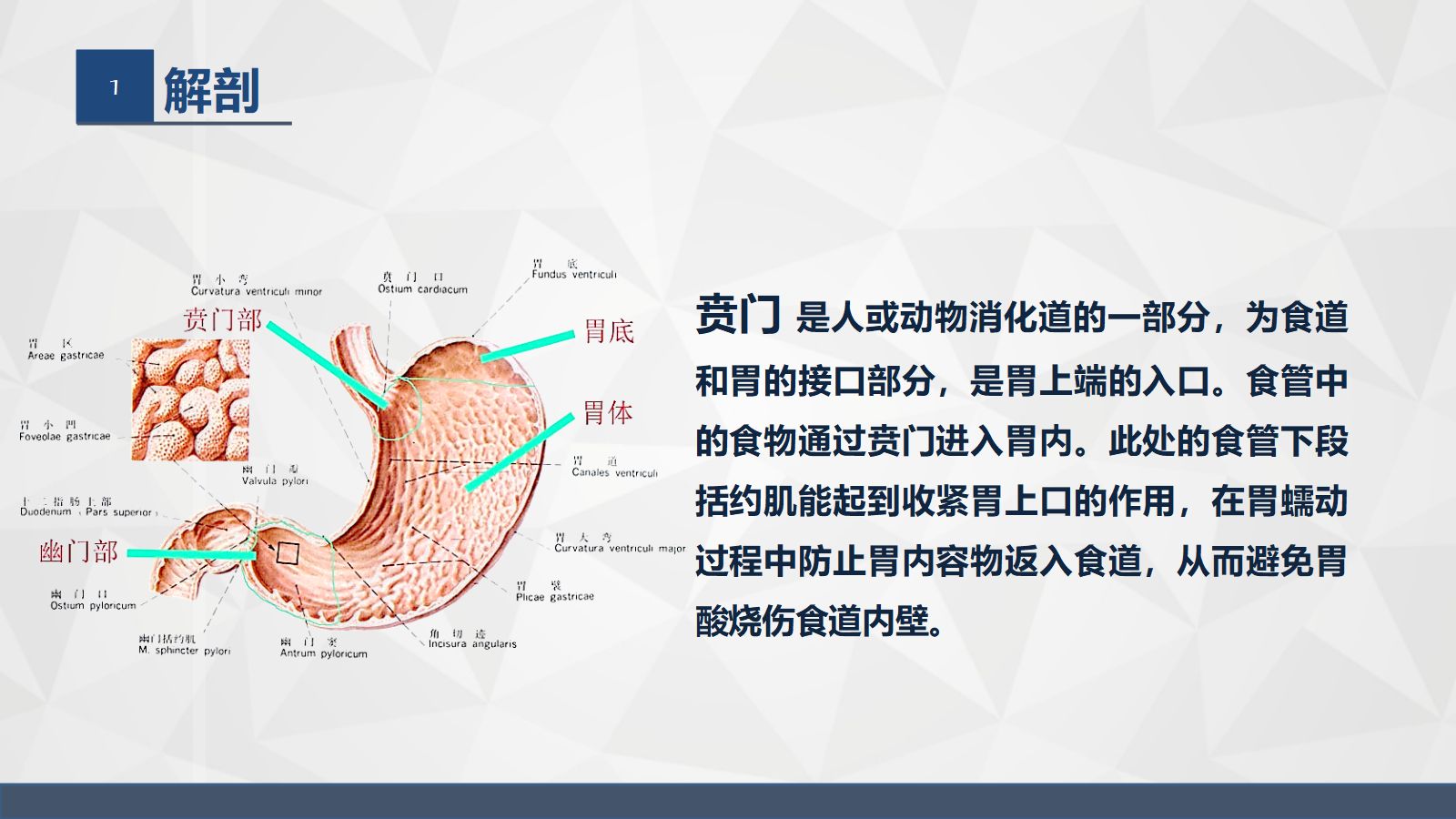 43普外科-贲门癌伴脓胸吻合口瘘护理查房(2) 第4页