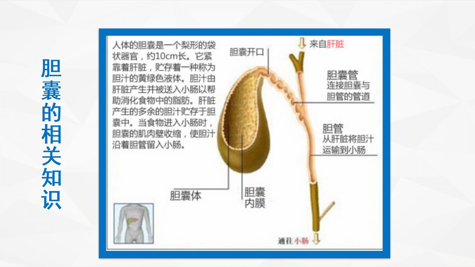 一例急性胆囊炎的护理查房 第4页