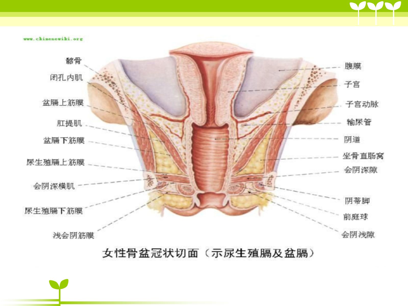 宫颈癌健康教育ppt 第4页