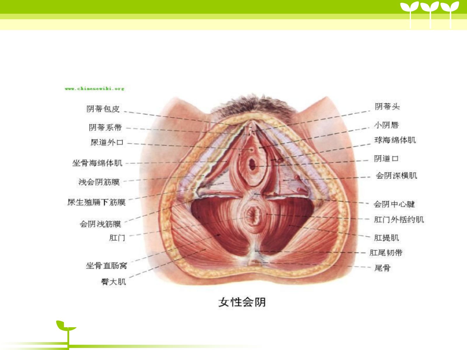 宫颈癌健康教育ppt 第5页
