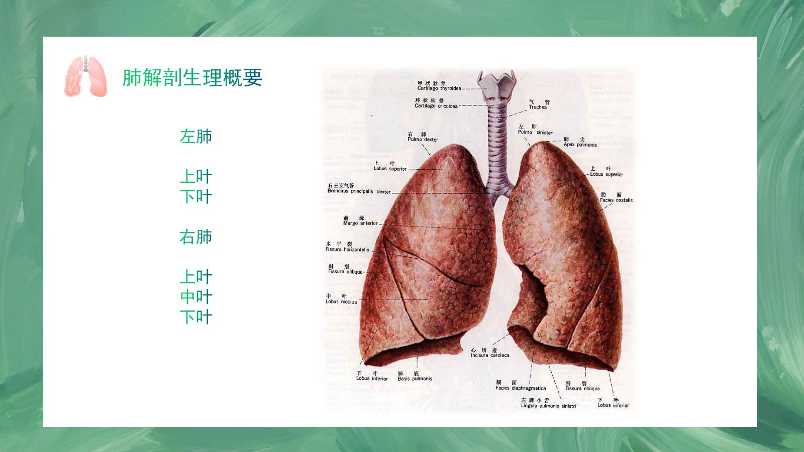 肺癌护理查房1 第2页