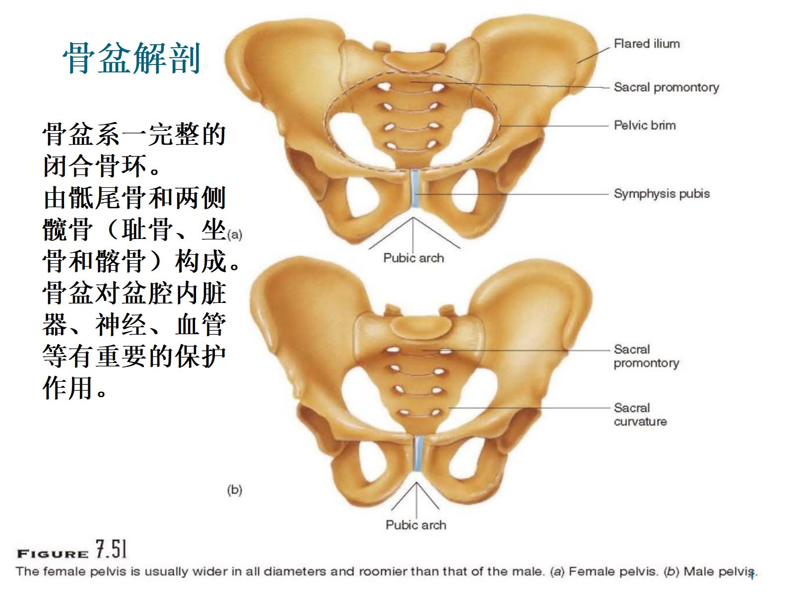 骨盆骨折护理PPT幻灯片 第4页